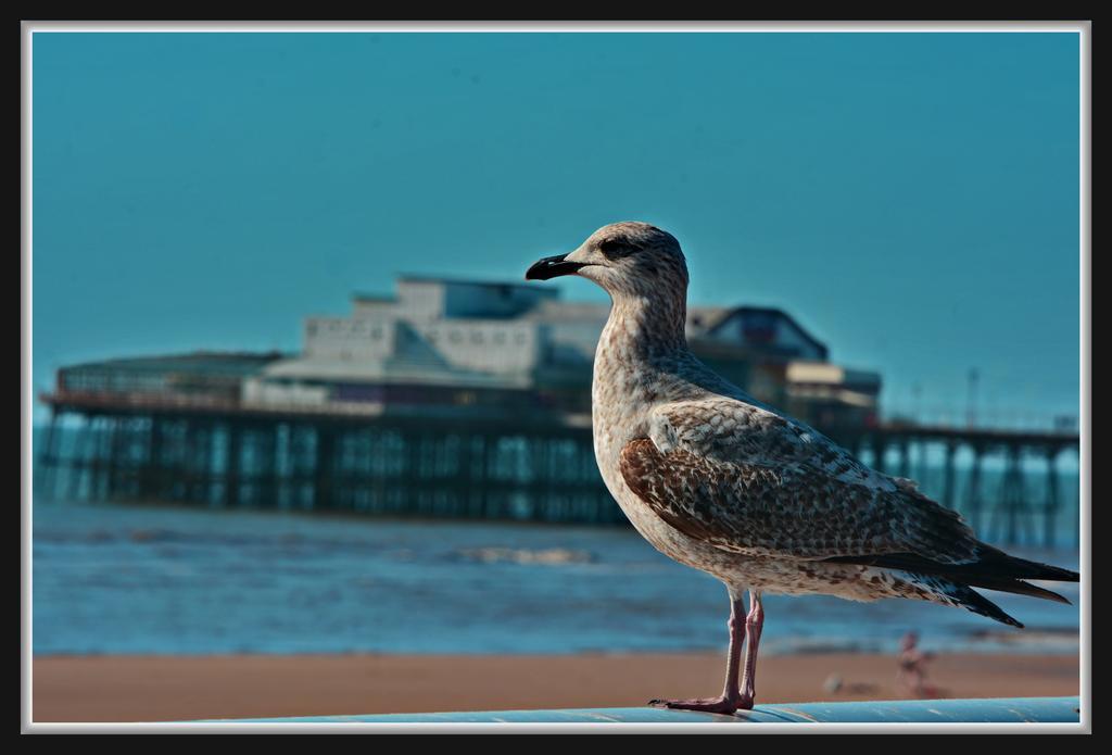 Shazron Hotel Blackpool Exterior photo